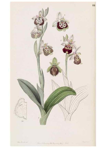 Reproducción/Reproduction 49817764082: Edwards's botanical register.. London :James Ridgway,1829-1847.. 