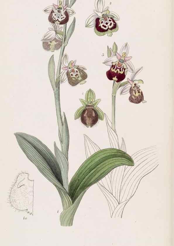 Reproducción/Reproduction 49817764082: Edwards's botanical register.. London :James Ridgway,1829-1847.. 