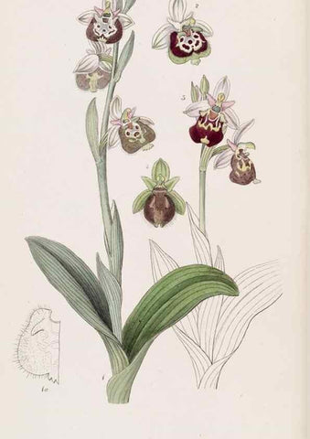 Reproducción/Reproduction 49817764082: Edwards's botanical register.. London :James Ridgway,1829-1847.. 