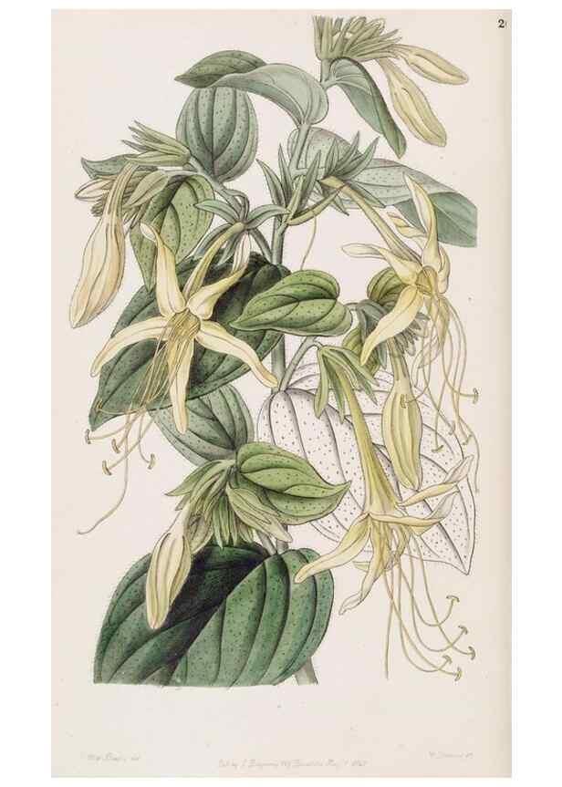 Reproducción/Reproduction 49817764402: Edwards's botanical register.. London :James Ridgway,1829-1847.. 