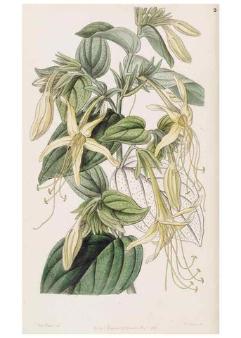 Reproducción/Reproduction 49817764402: Edwards's botanical register.. London :James Ridgway,1829-1847.. 