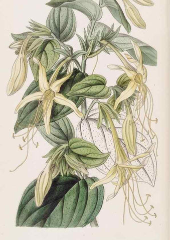 Reproducción/Reproduction 49817764402: Edwards's botanical register.. London :James Ridgway,1829-1847.. 