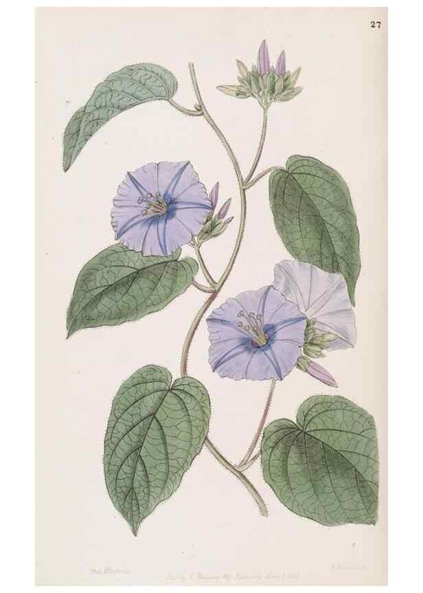 Reproducción/Reproduction 49817764702: Edwards's botanical register.. London :James Ridgway,1829-1847.. 