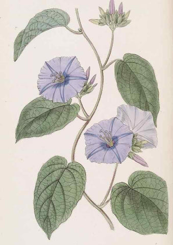 Reproducción/Reproduction 49817764702: Edwards's botanical register.. London :James Ridgway,1829-1847.. 