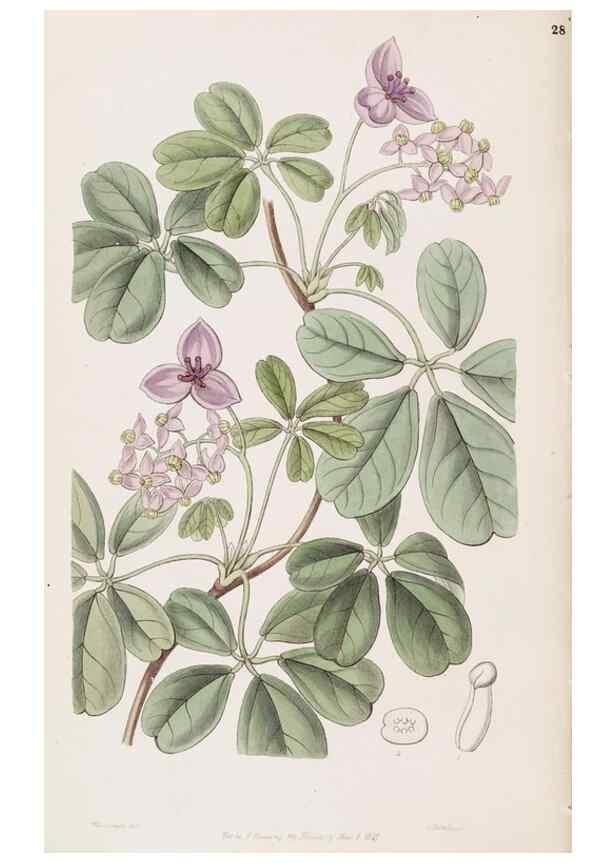 Reproducción/Reproduction 49817765067: Edwards's botanical register.. London :James Ridgway,1829-1847.. 