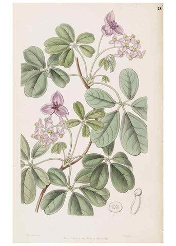 Reproducción/Reproduction 49817765067: Edwards's botanical register.. London :James Ridgway,1829-1847.. 