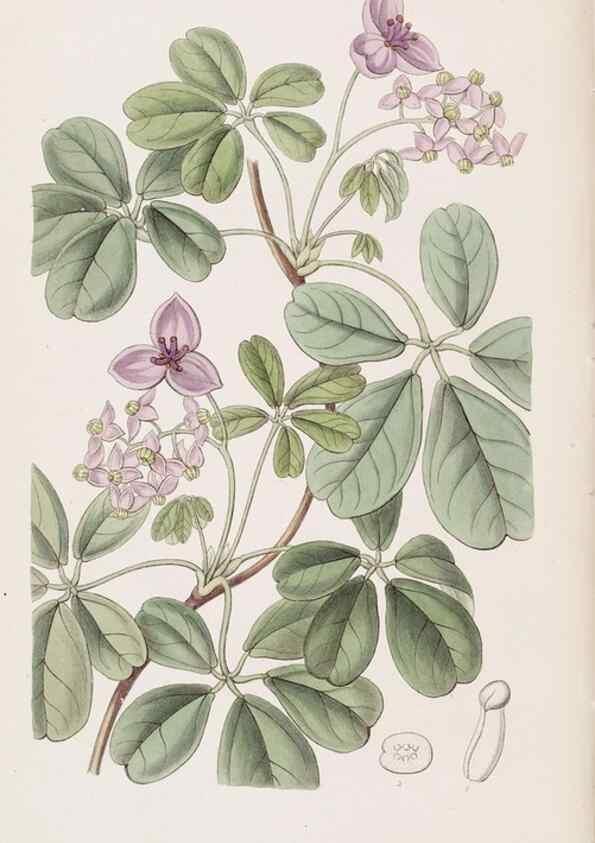 Reproducción/Reproduction 49817765067: Edwards's botanical register.. London :James Ridgway,1829-1847.. 