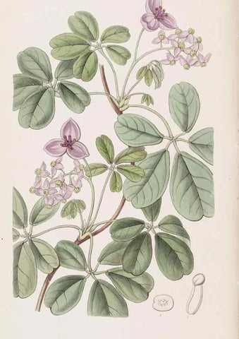 Reproducción/Reproduction 49817765067: Edwards's botanical register.. London :James Ridgway,1829-1847.. 