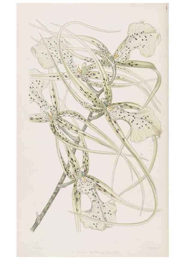 Reproducción/Reproduction 49817765457: Edwards's botanical register.. London :James Ridgway,1829-1847.. 