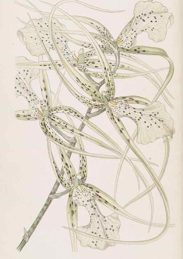 Reproducción/Reproduction 49817765457: Edwards's botanical register.. London :James Ridgway,1829-1847.. 