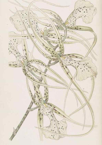 Reproducción/Reproduction 49817765457: Edwards's botanical register.. London :James Ridgway,1829-1847.. 