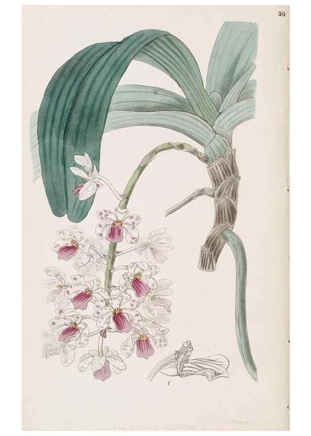 Reproducción/Reproduction 49817459461: Edwards's botanical register.. London :James Ridgway,1829-1847.. 