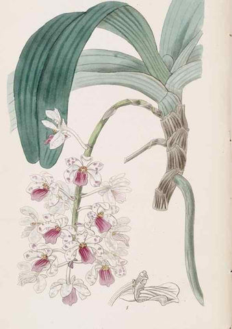 Reproducción/Reproduction 49817459461: Edwards's botanical register.. London :James Ridgway,1829-1847.. 