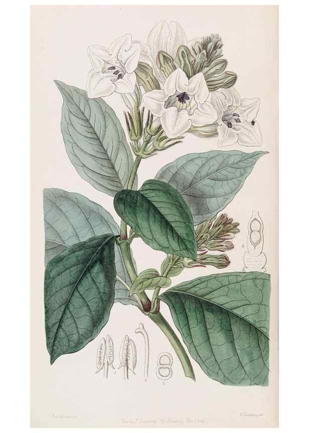 Reproducción/Reproduction 49817766087: Edwards's botanical register.. London :James Ridgway,1829-1847.. 