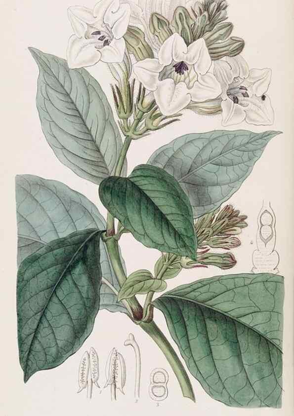 Reproducción/Reproduction 49817766087: Edwards's botanical register.. London :James Ridgway,1829-1847.. 