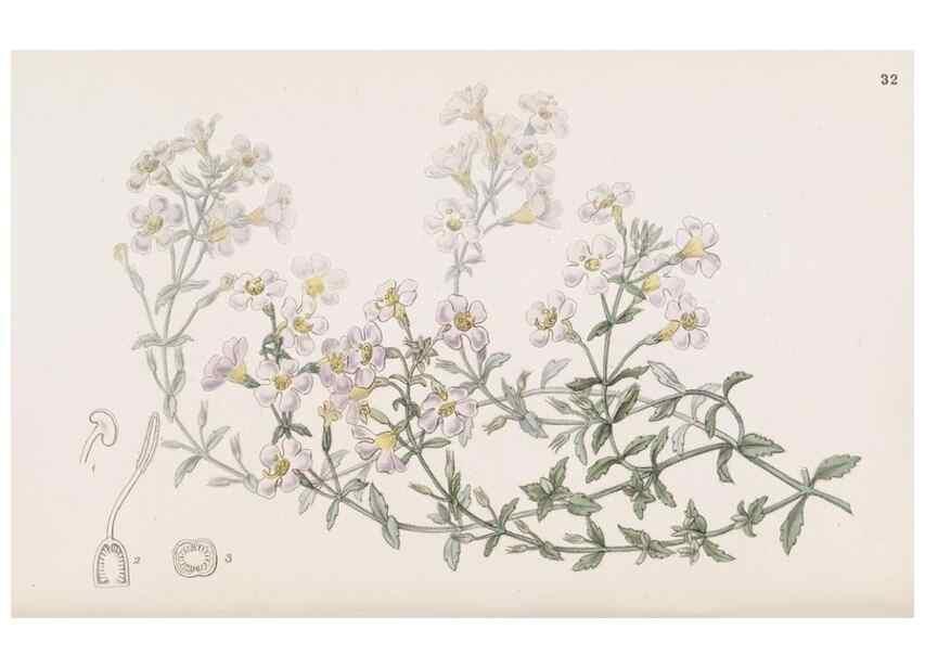 Reproducción/Reproduction 49817460151: Edwards's botanical register.. London :James Ridgway,1829-1847.. 