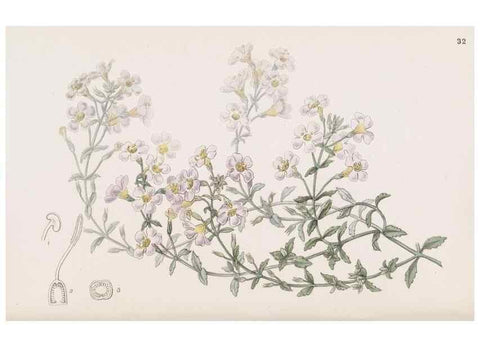 Reproducción/Reproduction 49817460151: Edwards's botanical register.. London :James Ridgway,1829-1847.. 