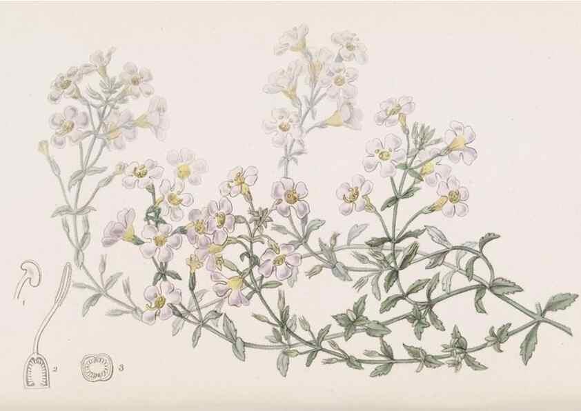 Reproducción/Reproduction 49817460151: Edwards's botanical register.. London :James Ridgway,1829-1847.. 