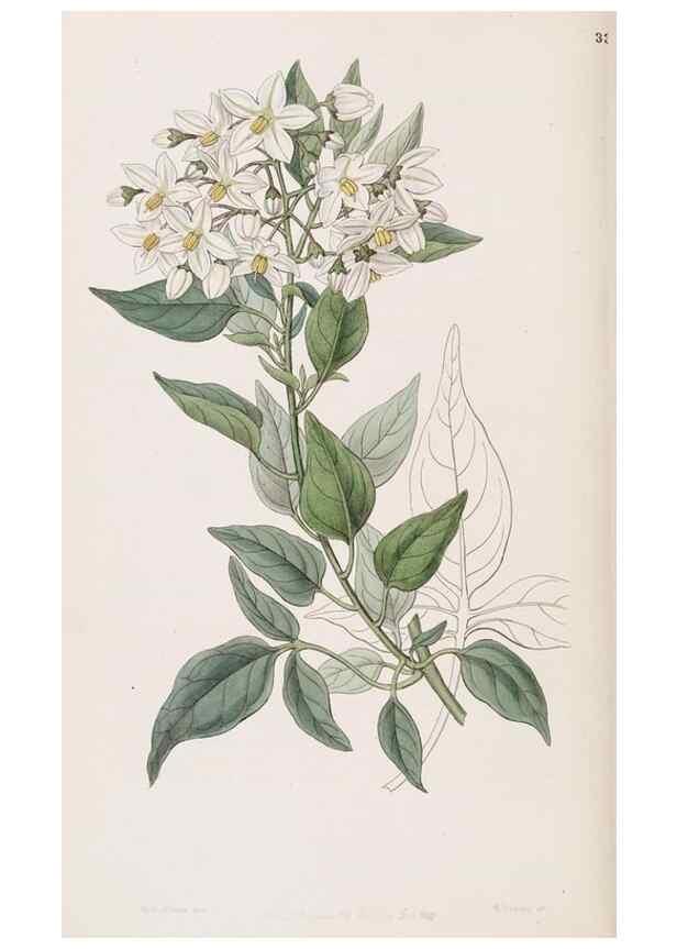 Reproducción/Reproduction 49817766807: Edwards's botanical register.. London :James Ridgway,1829-1847.. 