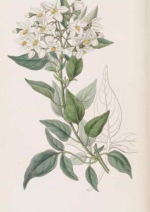 Reproducción/Reproduction 49817766807: Edwards's botanical register.. London :James Ridgway,1829-1847.. 