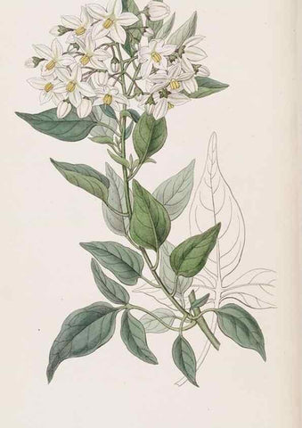 Reproducción/Reproduction 49817766807: Edwards's botanical register.. London :James Ridgway,1829-1847.. 