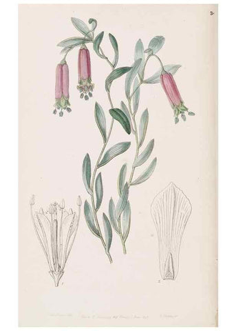Reproducción/Reproduction 49816925843: Edwards's botanical register.. London :James Ridgway,1829-1847.. 