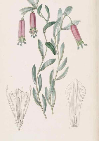 Reproducción/Reproduction 49816925843: Edwards's botanical register.. London :James Ridgway,1829-1847.. 