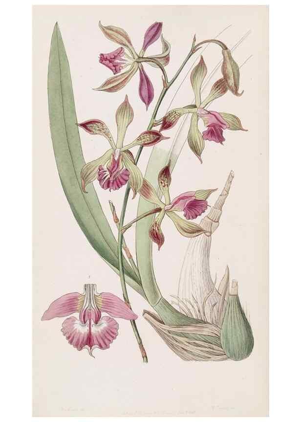 Reproducción/Reproduction 49817461246: Edwards's botanical register.. London :James Ridgway,1829-1847.. 