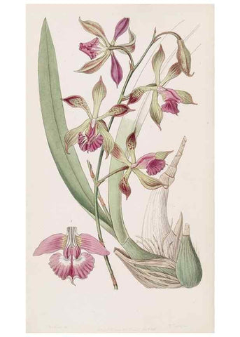 Reproducción/Reproduction 49817461246: Edwards's botanical register.. London :James Ridgway,1829-1847.. 