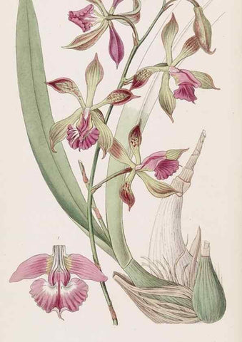 Reproducción/Reproduction 49817461246: Edwards's botanical register.. London :James Ridgway,1829-1847.. 