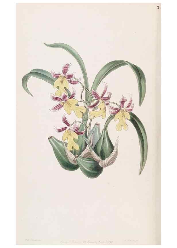 Reproducción/Reproduction 49816920923: Edwards's botanical register.. London :James Ridgway,1829-1847.. 