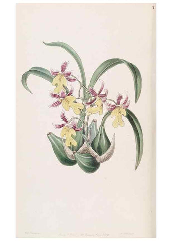 Reproducción/Reproduction 49816920923: Edwards's botanical register.. London :James Ridgway,1829-1847.. 