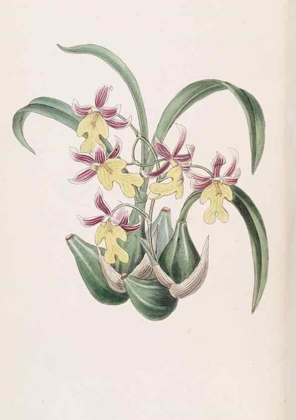 Reproducción/Reproduction 49816920923: Edwards's botanical register.. London :James Ridgway,1829-1847.. 