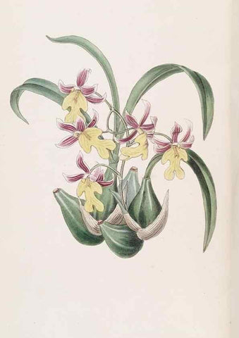 Reproducción/Reproduction 49816920923: Edwards's botanical register.. London :James Ridgway,1829-1847.. 