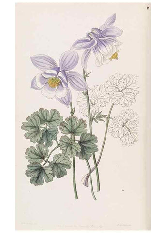Reproducción/Reproduction 49816920578: Edwards's botanical register.. London :James Ridgway,1829-1847.. 