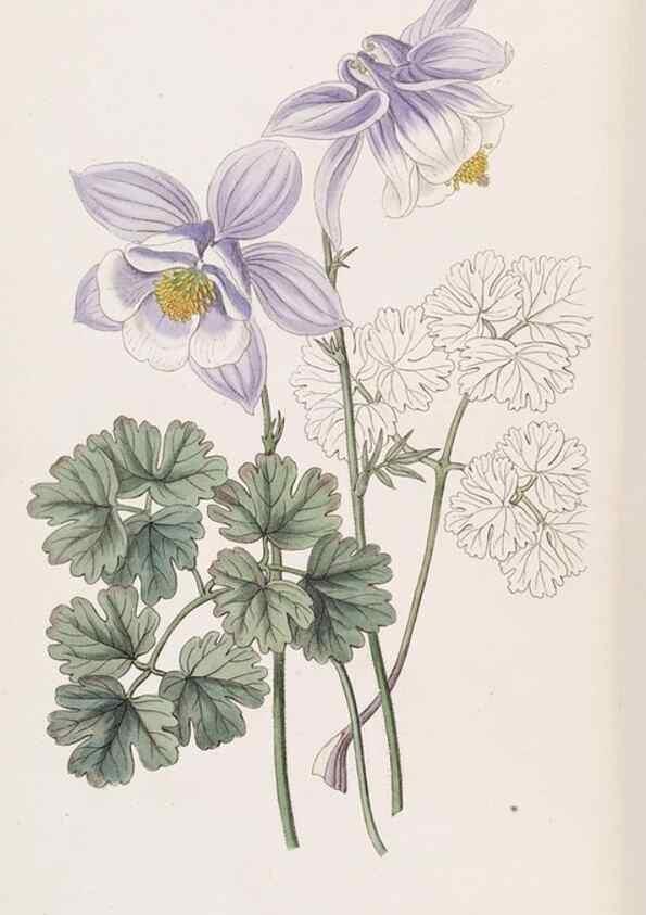 Reproducción/Reproduction 49816920578: Edwards's botanical register.. London :James Ridgway,1829-1847.. 
