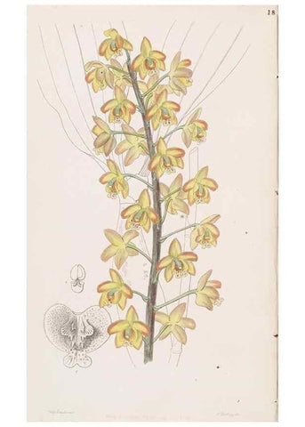 Reproducción/Reproduction 49817455391: Edwards's botanical register.. London :James Ridgway,1829-1847.. 