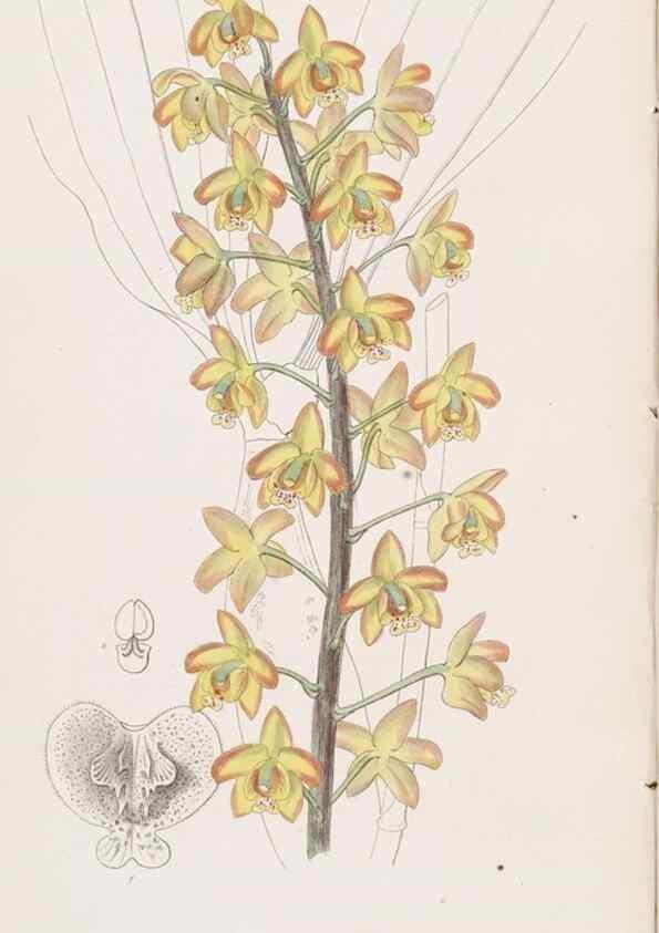 Reproducción/Reproduction 49817455391: Edwards's botanical register.. London :James Ridgway,1829-1847.. 