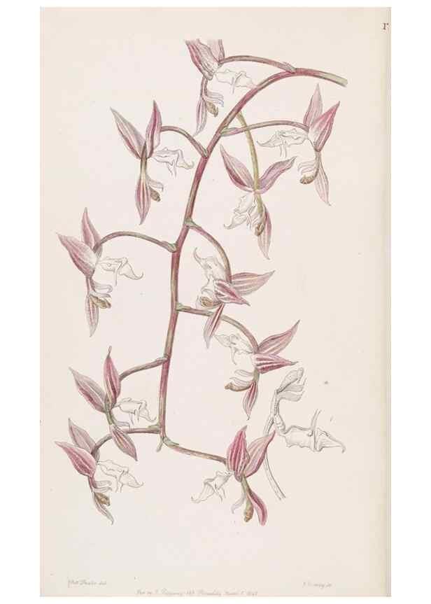 Reproducción/Reproduction 49817761522: Edwards's botanical register.. London :James Ridgway,1829-1847.. 
