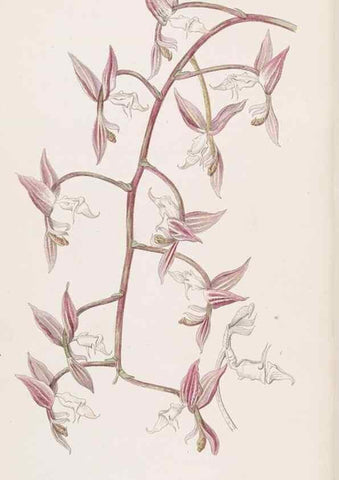 Reproducción/Reproduction 49817761522: Edwards's botanical register.. London :James Ridgway,1829-1847.. 