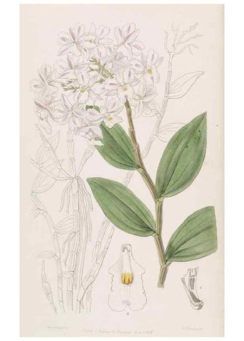 Reproducción/Reproduction 49817449351: Edwards's botanical register.. London :James Ridgway,1829-1847.. 