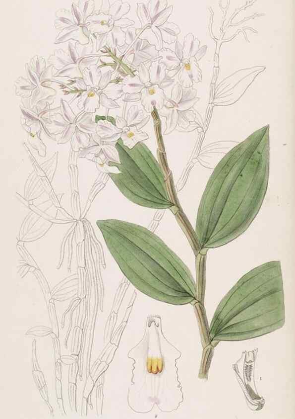 Reproducción/Reproduction 49817449351: Edwards's botanical register.. London :James Ridgway,1829-1847.. 