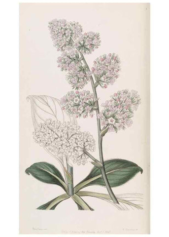 Reproducción/Reproduction 49817756482: Edwards's botanical register.. London :James Ridgway,1829-1847.. 