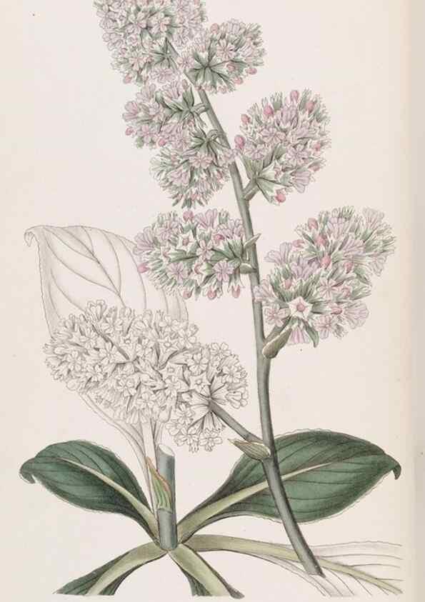 Reproducción/Reproduction 49817756482: Edwards's botanical register.. London :James Ridgway,1829-1847.. 