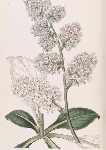 Reproducción/Reproduction 49817756482: Edwards's botanical register.. London :James Ridgway,1829-1847.. 