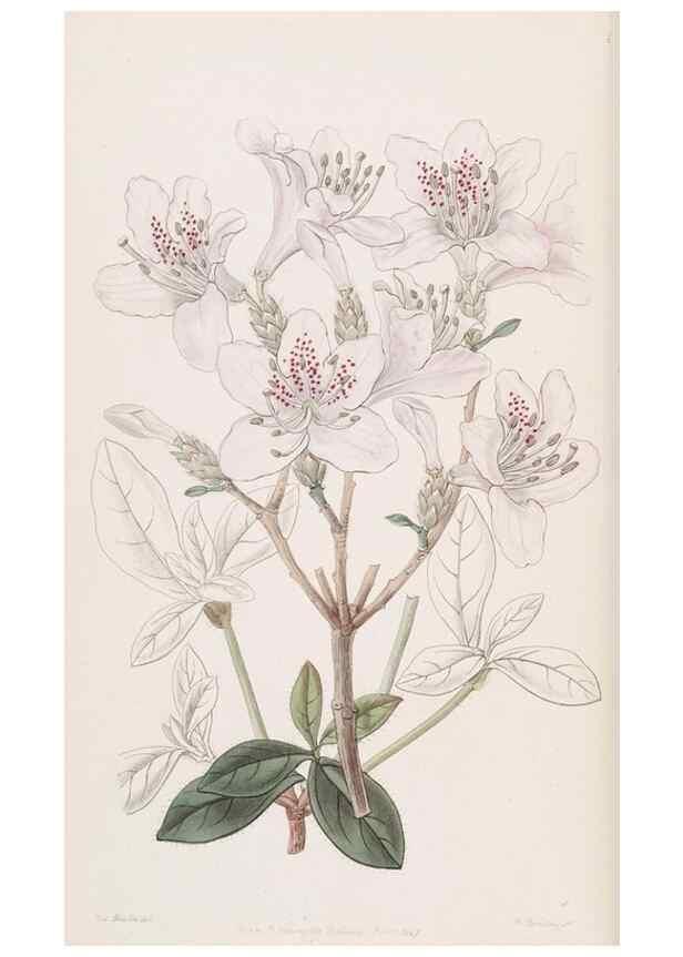 Reproducción/Reproduction 49817450141: Edwards's botanical register.. London :James Ridgway,1829-1847.. 