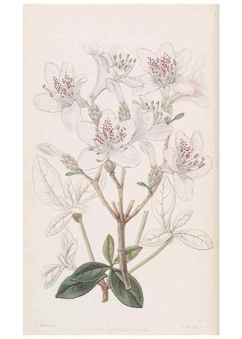 Reproducción/Reproduction 49817450141: Edwards's botanical register.. London :James Ridgway,1829-1847.. 