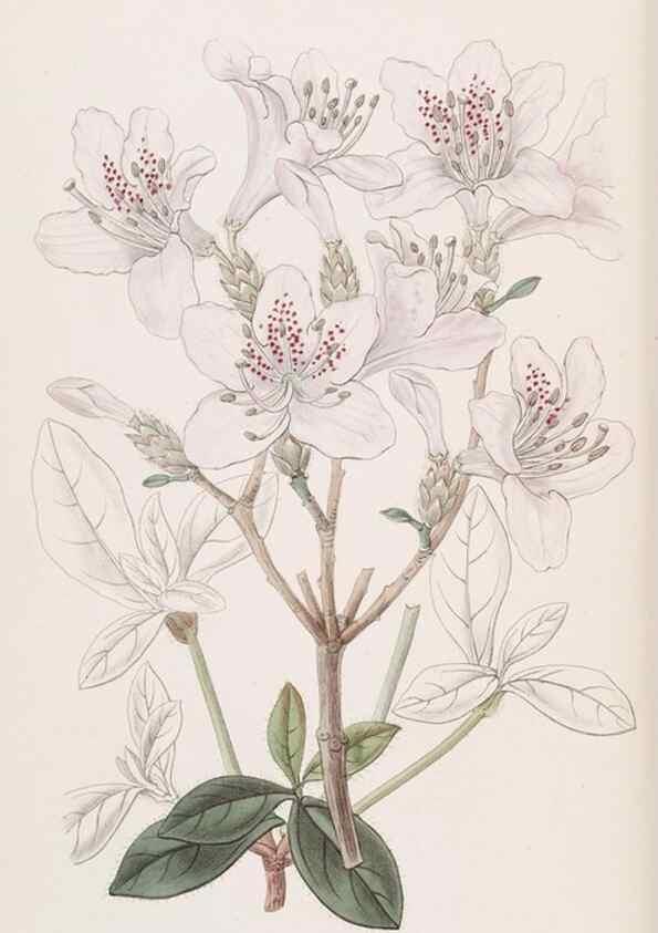 Reproducción/Reproduction 49817450141: Edwards's botanical register.. London :James Ridgway,1829-1847.. 