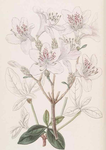 Reproducción/Reproduction 49817450141: Edwards's botanical register.. London :James Ridgway,1829-1847.. 