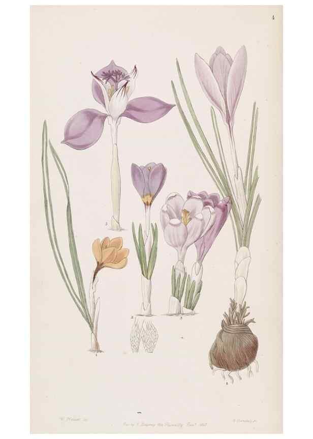 Reproducción/Reproduction 49816915328: Edwards's botanical register.. London :James Ridgway,1829-1847.. 